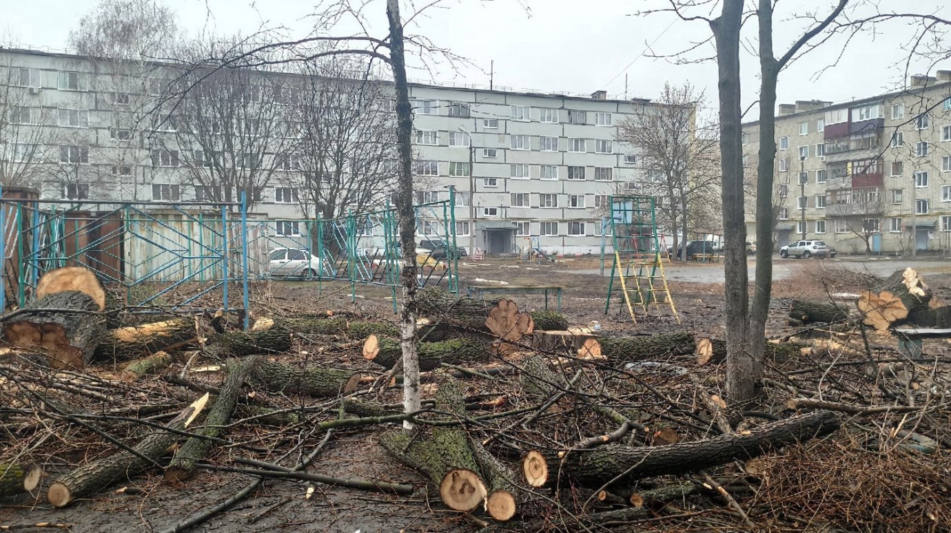 В Кузнецке в неизвестных целях вырубили многолетние деревья