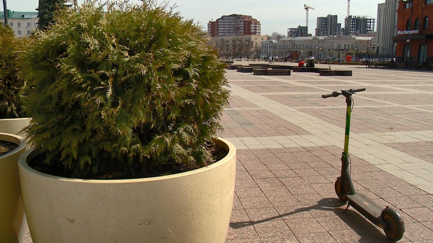 Красивые и яркие: пензенцев хотят удивить цветами на Московской