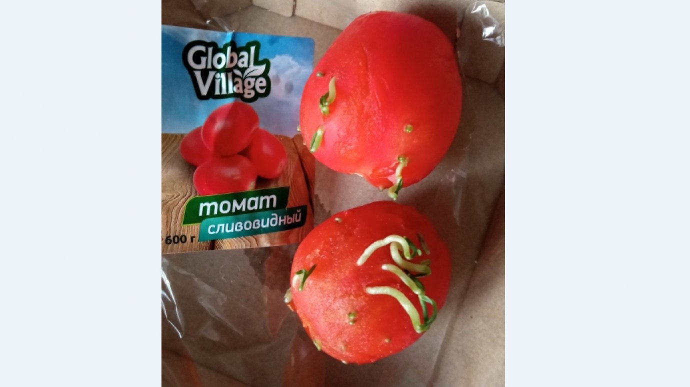 Пензячка о проросших томатах: Жуткое зрелище