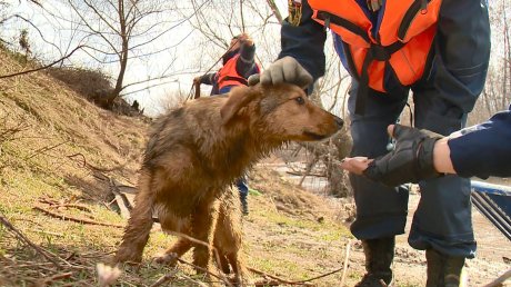 В Пензе спасли щенка, оказавшегося на островке посреди водоема