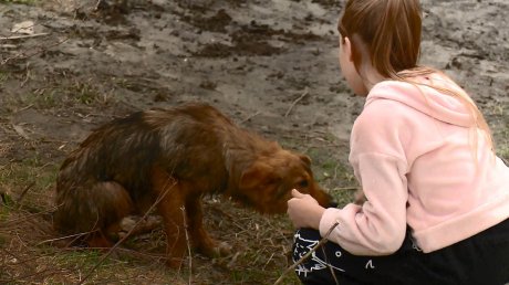 В Пензе спасли щенка, оказавшегося на островке посреди водоема