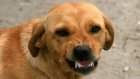 В Кузнецком районе за нападение собаки на ребенка ответят чиновники