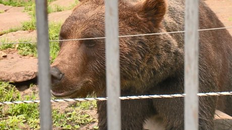 За медведем в Пензенской области установят наблюдение