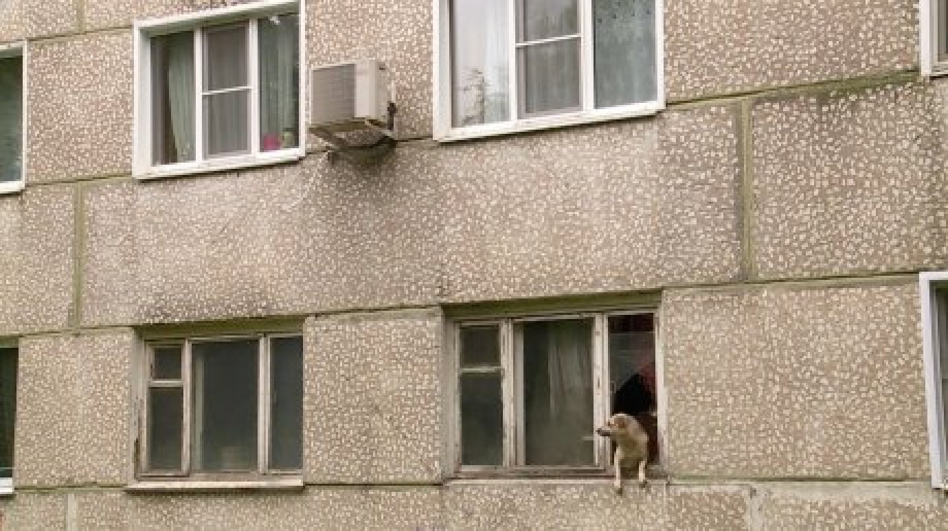 В квартире в Пензе три года не могут ликвидировать приют для собак
