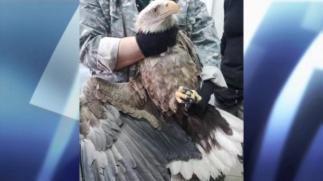 У Сурского водохранилища нашли раненого орлана