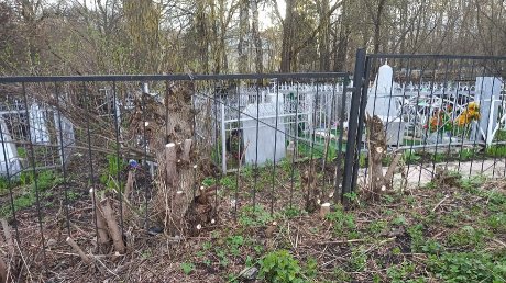 Пензячка назвала варварством вырубку зеленой изгороди на кладбище