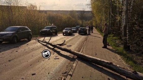 В Пензе упавшее дерево изуродовало автомобиль Skoda Octavia