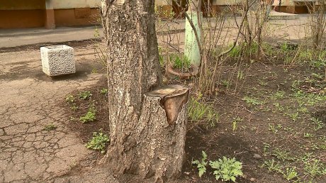 Пензячка сообщила об угрожающих деревьях на ул. Вяземского