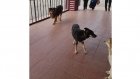 Вход в пензенскую школу № 26 сторожат бродячие собаки