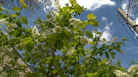 Раннее цветение черемухи обещает пензенцам жаркое лето