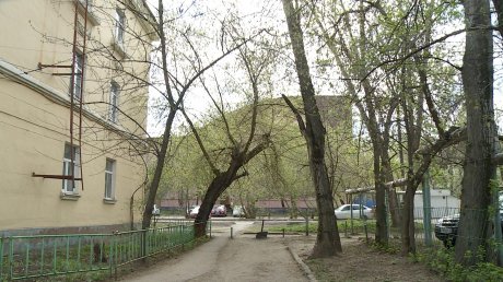 Деревья во дворе дома на Калинина, 113, стали старше зданий