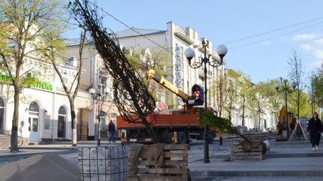 На Московской сухие и аварийные липы заменят на новые