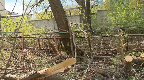На Бекешской, 6, опиловка деревьев не обошлась без недочетов