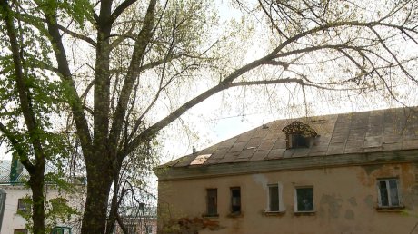 На улице Циолковского с тополей падают огромные ветки