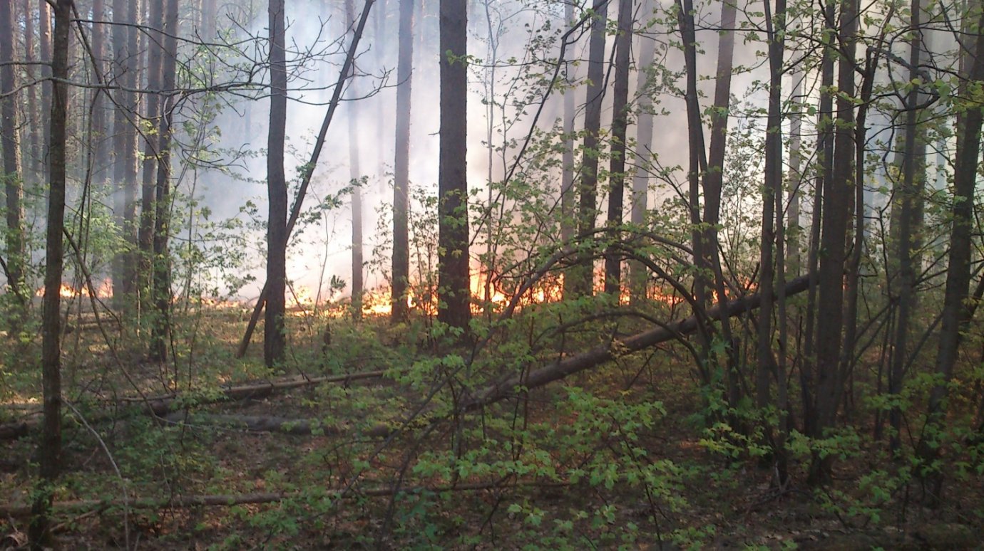 В лесах Пензенской области продолжают вспыхивать пожары
