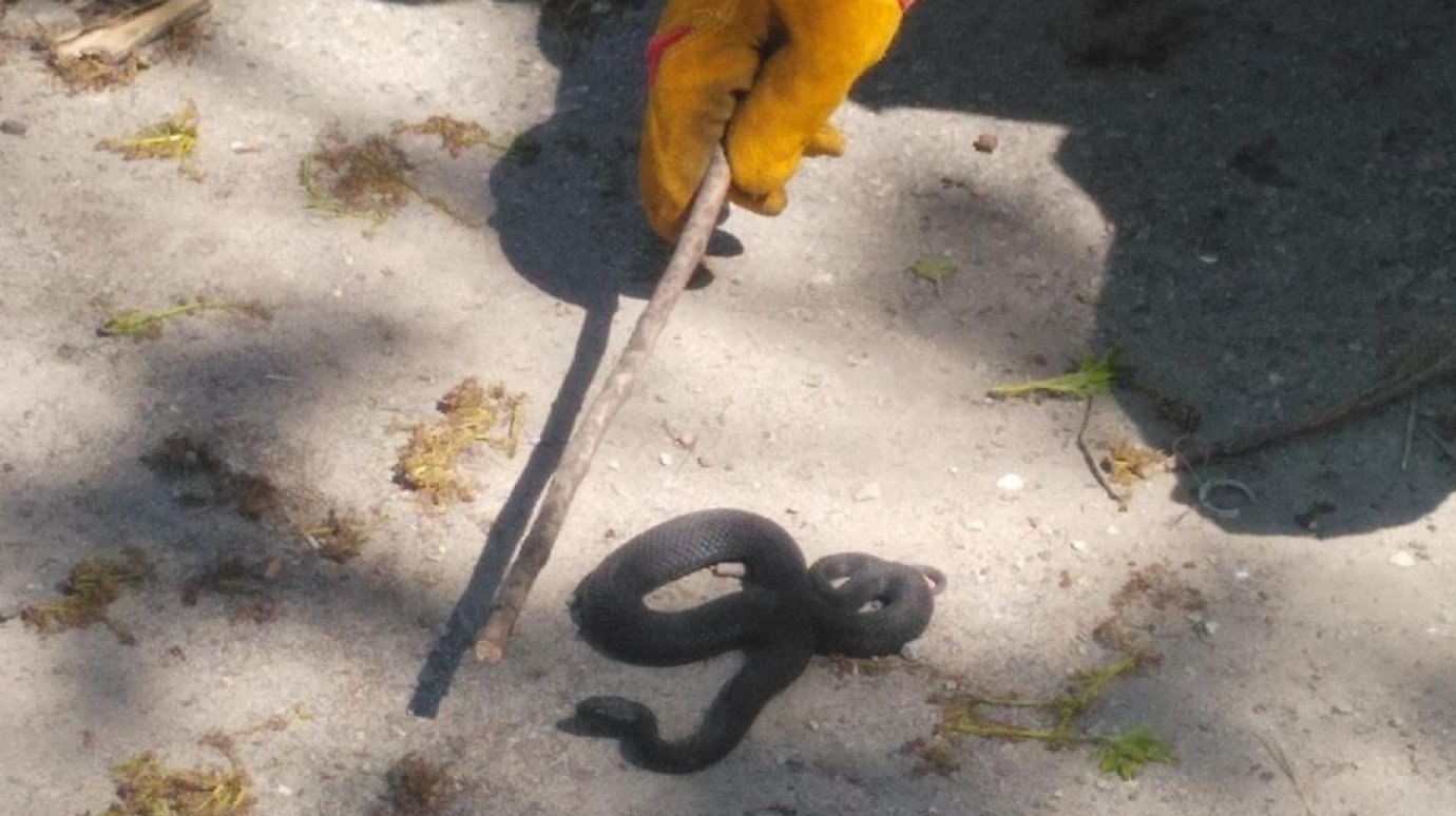 В центре Пензы спасатели поймали ядовитую змею
