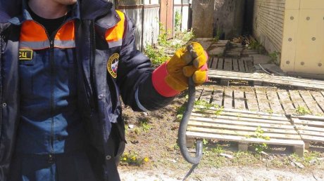 В центре Пензы спасатели поймали ядовитую змею