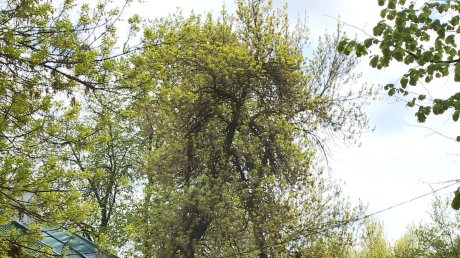 Старые деревья на Литейной могут упасть на дома
