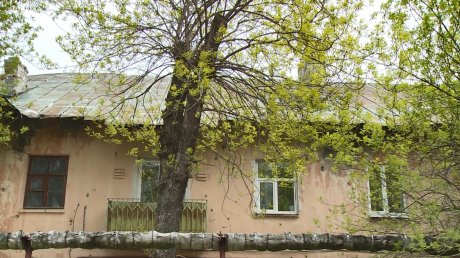 Старые деревья на Литейной могут упасть на дома