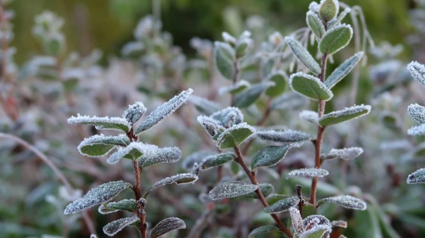 Пензенским садоводам и водителям напомнили об опасности заморозков