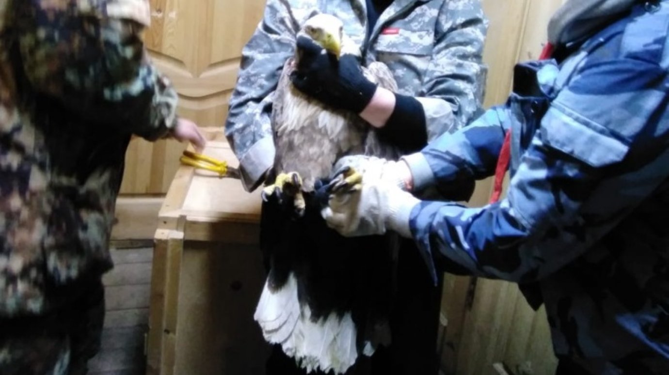 В Пензенской области выпустили на волю еще одного спасенного орлана
