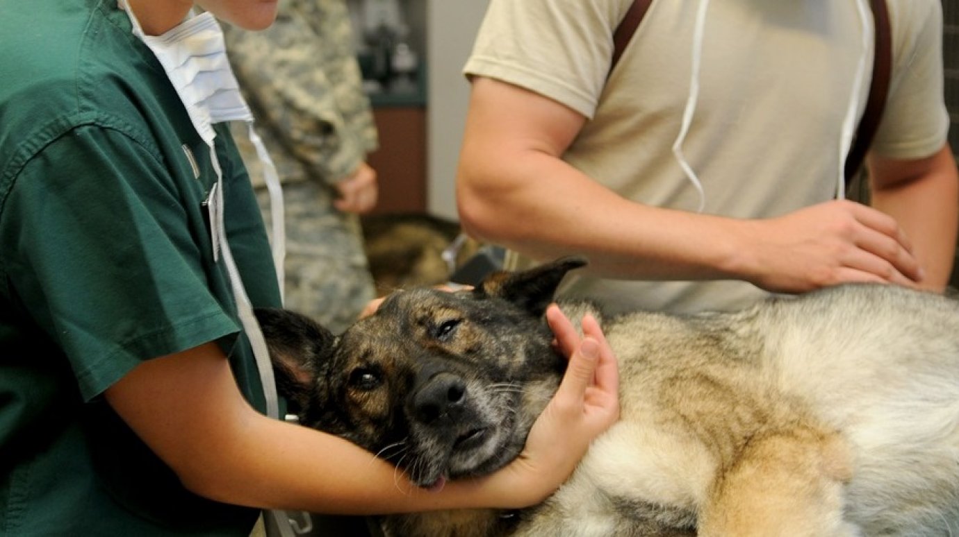 В Пензе бесплатно стерилизовали уже 6 домашних беспородных собак