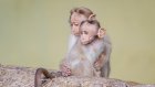 В США назвали наиболее вероятные пути распространения оспы обезьян