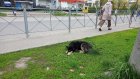 Депутат рассказал, зачем «сотрясает воздух» на тему бездомных собак