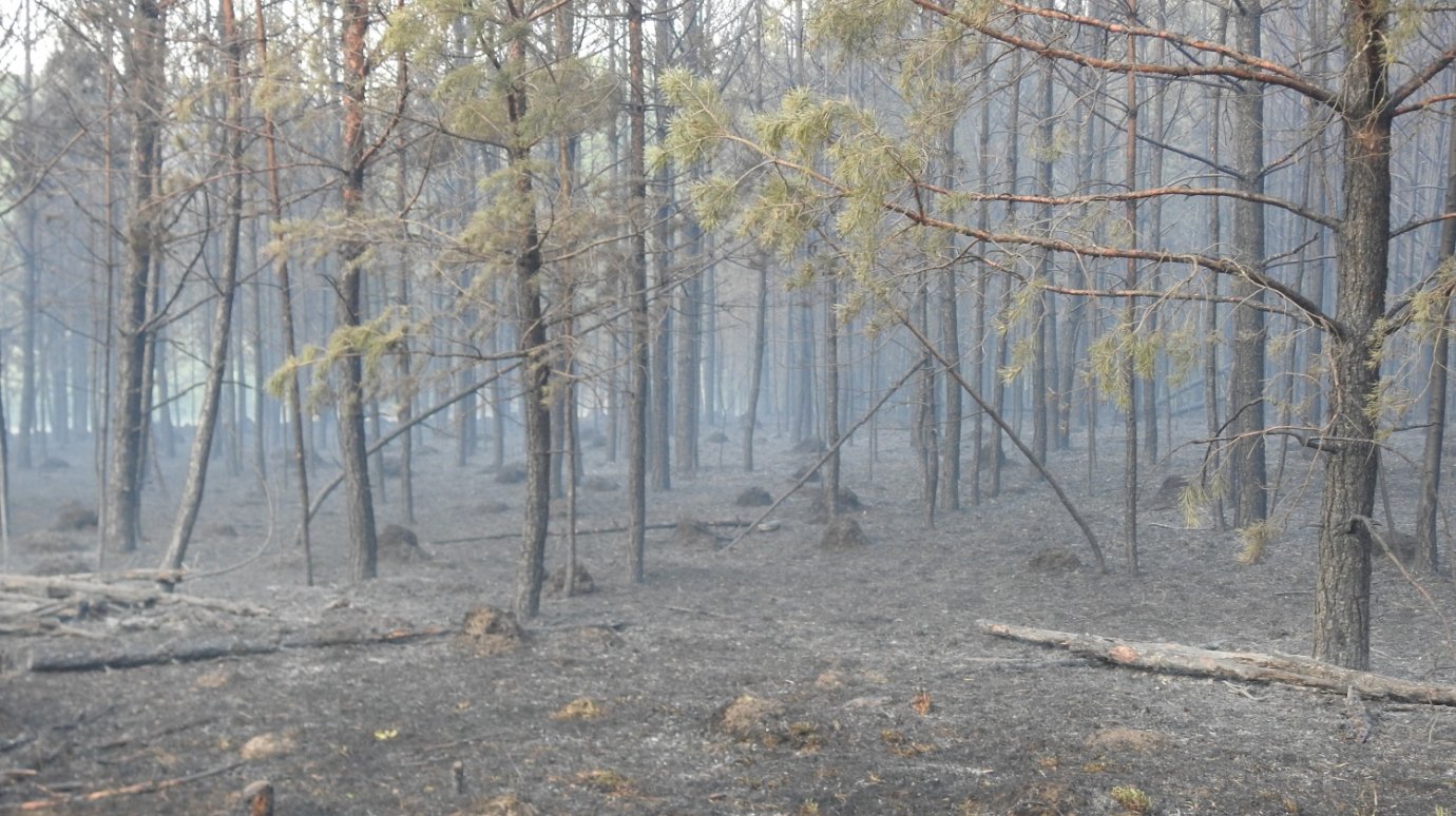 В Пензенской области огонь уничтожил 13,5 га леса