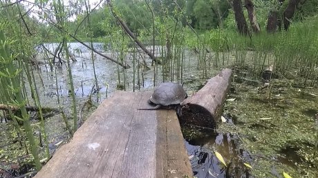 Краснокнижных болотных черепах заметили в черте Пензы