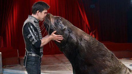 Пензенцев ждет шоу Московского цирка Никулина «Голограмма»