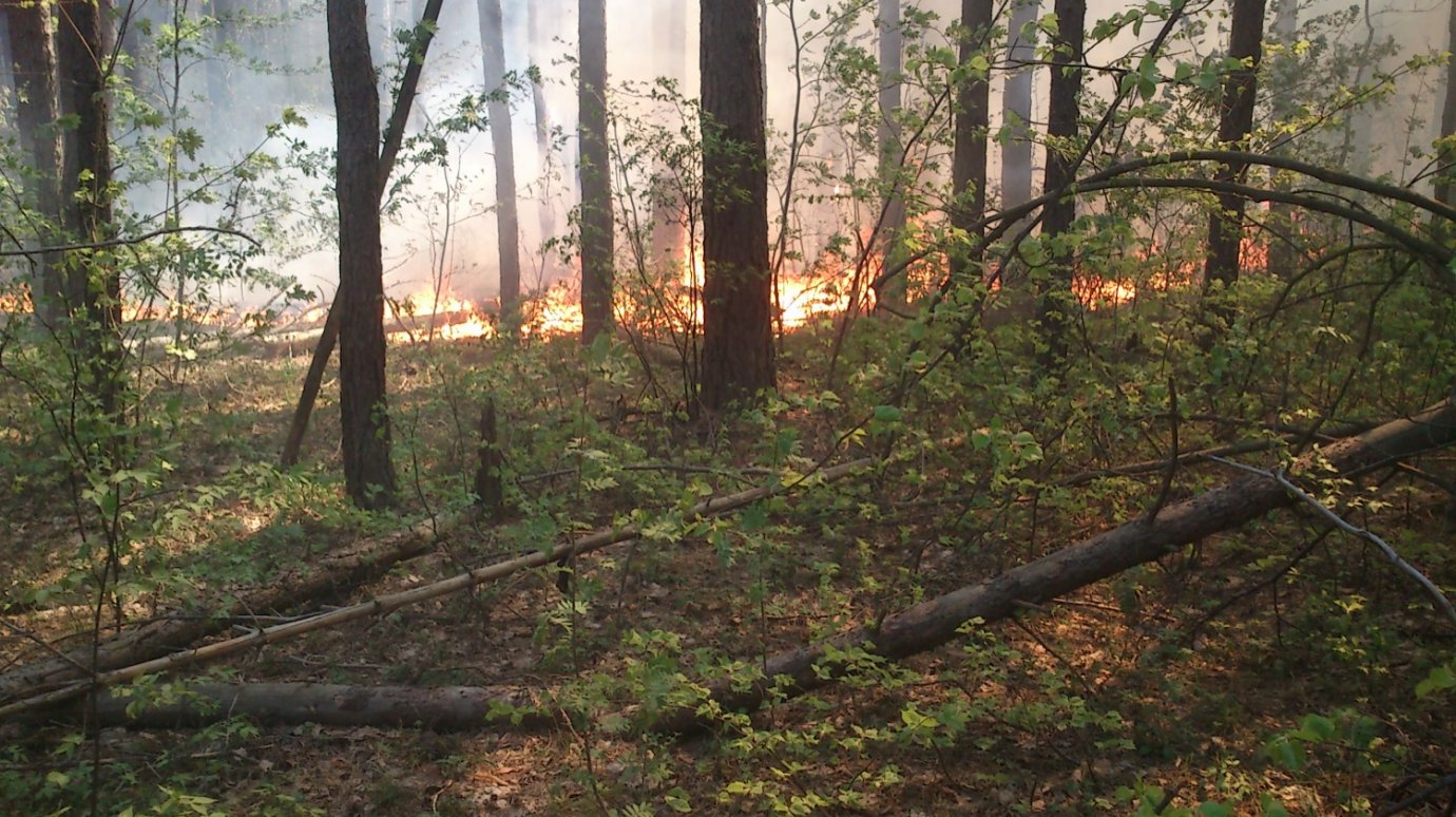 В Пензенской области потушили 7-й по счету лесной пожар