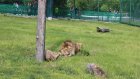 Компания «Рисан» взяла под опеку льва из пензенского зоопарка