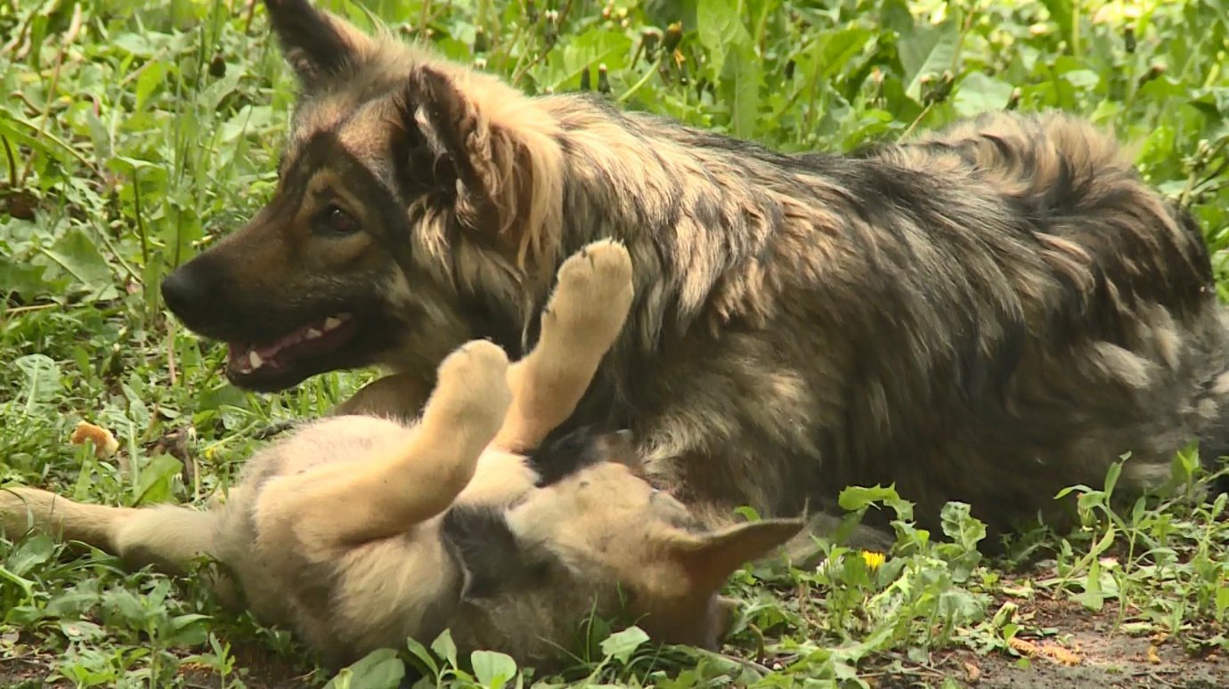 Пензенцы ищут хозяев для брошенной собаки с щенками