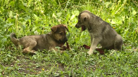 Пензенцы ищут хозяев для брошенной собаки с щенками