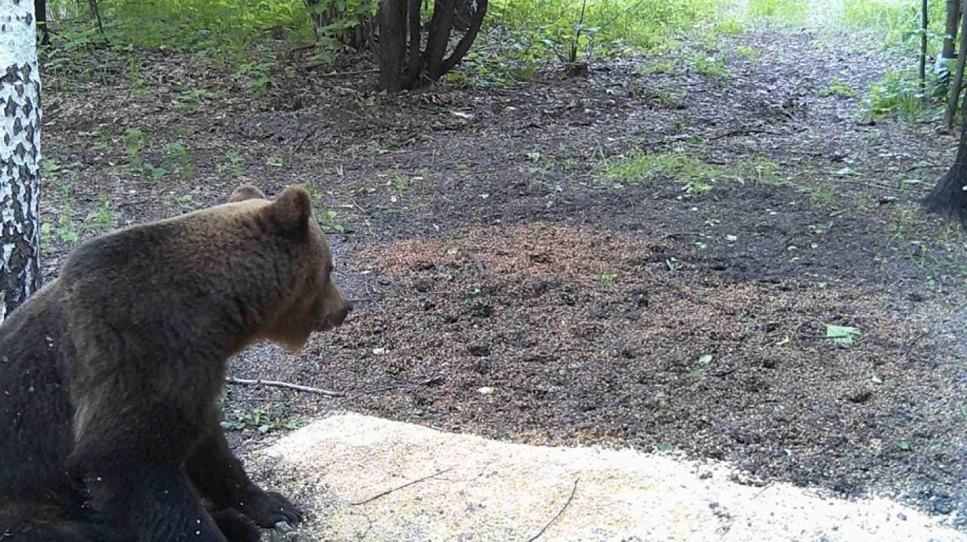 В Пензенской области медведь попался в кадр фотоловушки