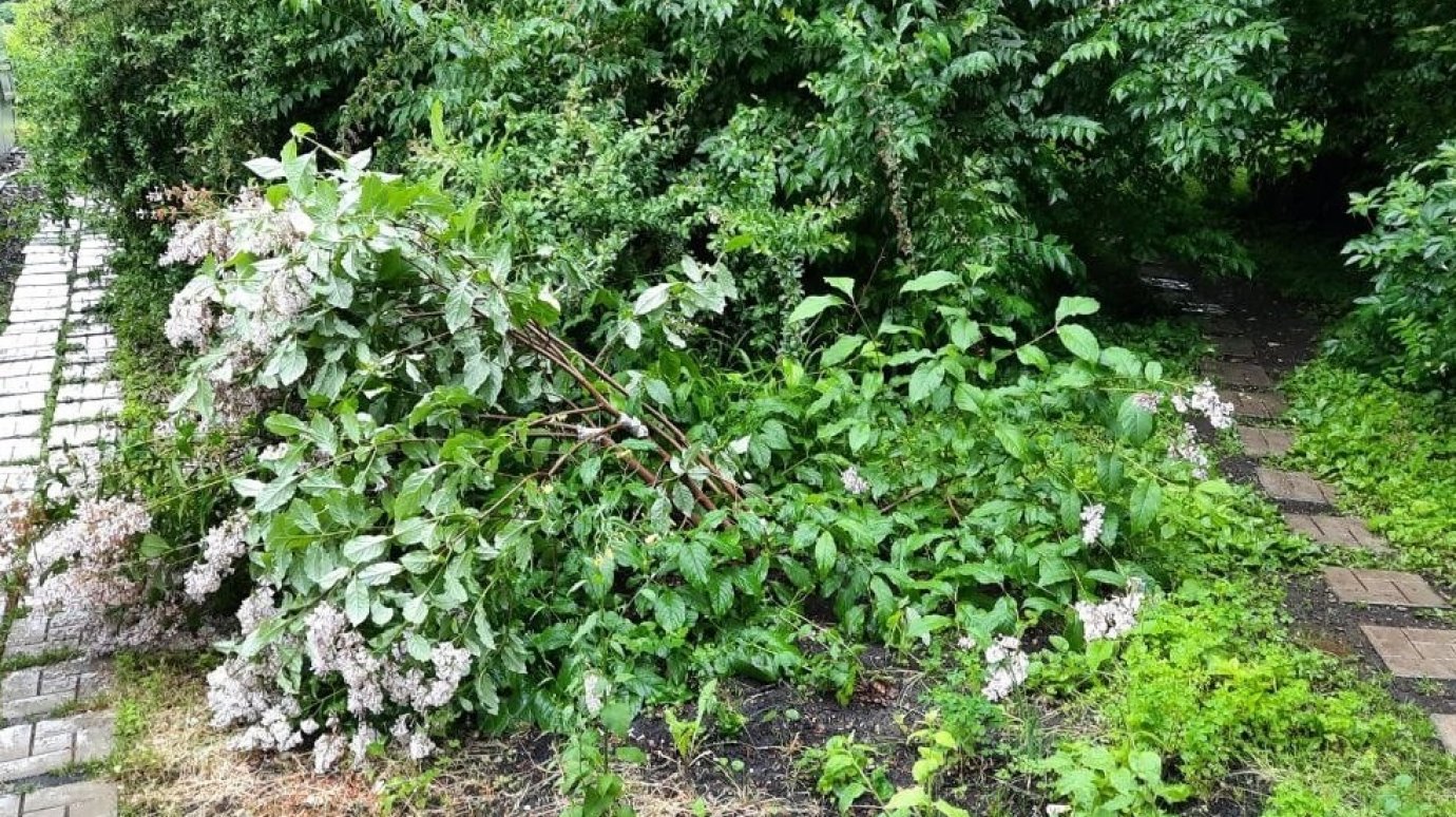 В ботаническом саду Пензы участились кражи растений