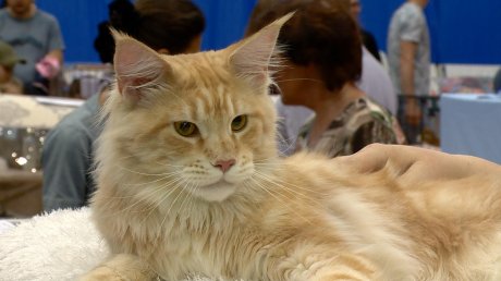 В Пензе открылась международная выставка кошек