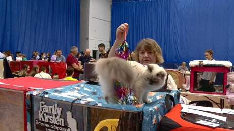В Пензе открылась международная выставка кошек
