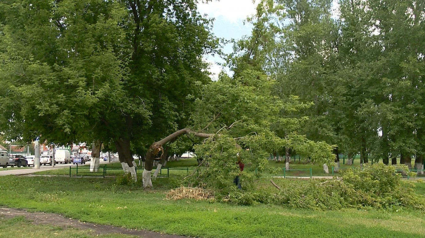 Шквалистый ветер в Пензе повалил живые деревья