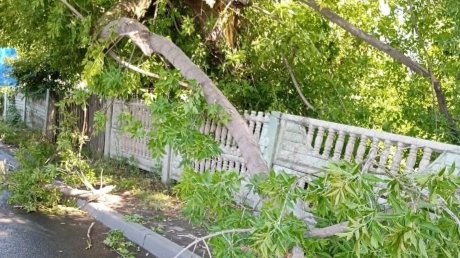 Шквалистый ветер в Пензе повалил живые деревья