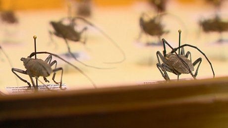В регионе работников пилорам просят не допускать размножения жука-усача