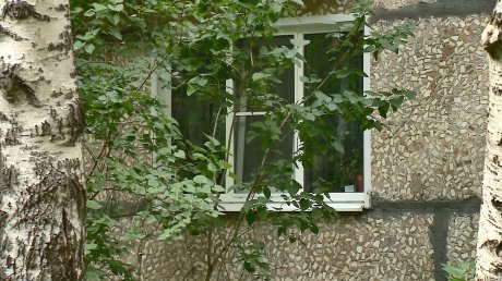 Жители дома на Одесской боятся падения старых деревьев