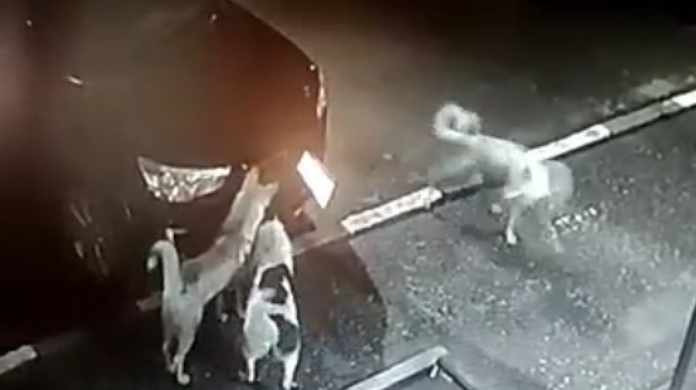 В Пензе собаки «открутили» номера у машины и устроили танцы на капоте