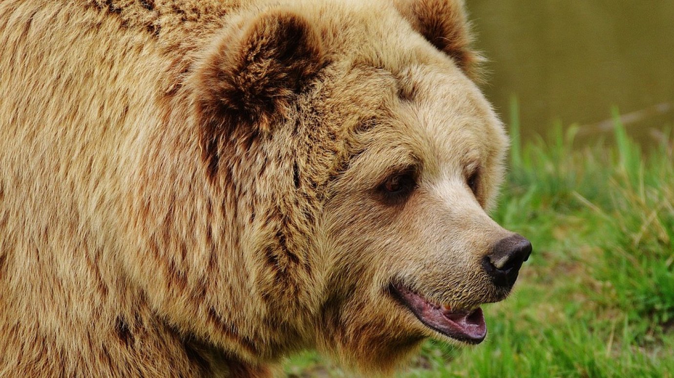 В минлесхозе опровергли слух о нападении медведя на человека