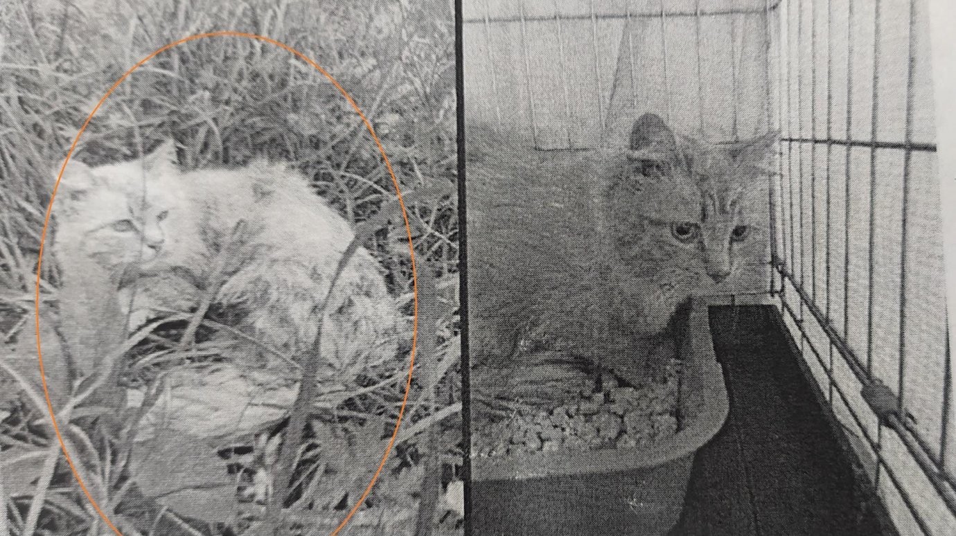 В Пензе кошку ошибочно приняли за бездомную и забрали в приют