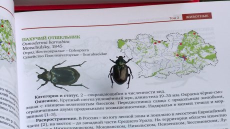 В Пензе и Лунинском районе нашли краснокнижного жука