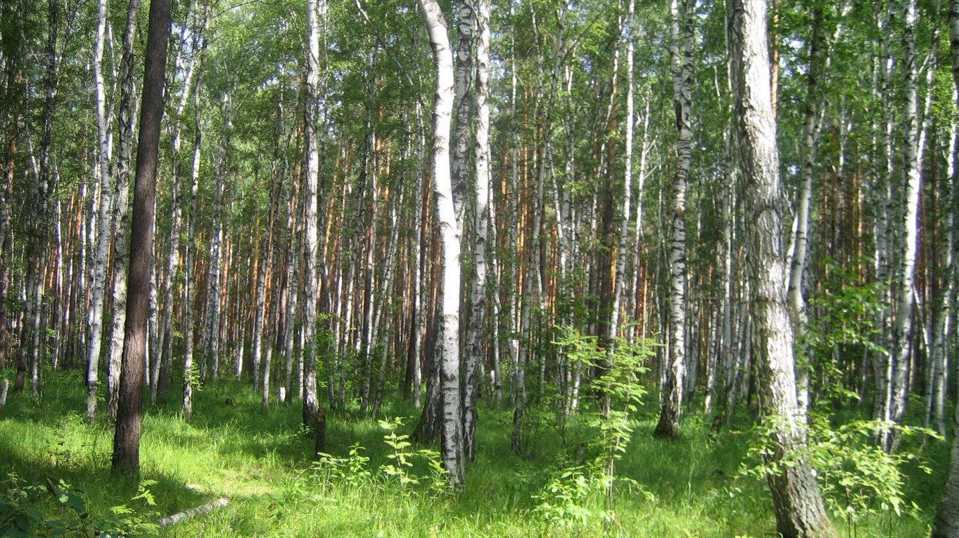 В Пензенской области вчетверо сократилось число лесных пожаров