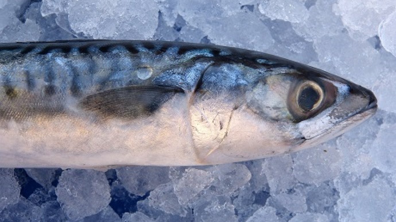 В Пензенской области рыбу проверили на паразитов, радиацию и ГМО