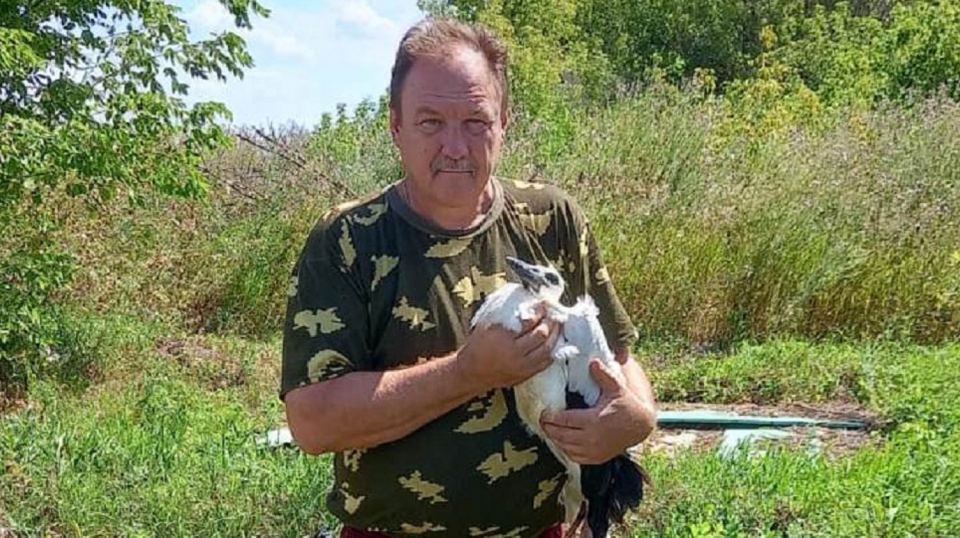 В Сердобском районе спасли птенца белого аиста